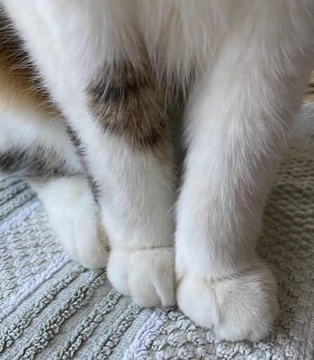 クリームパン