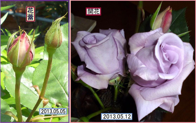CB512ht=¡ã¥Ö¥ë¡¼¥à¡¼¥ó¡ä