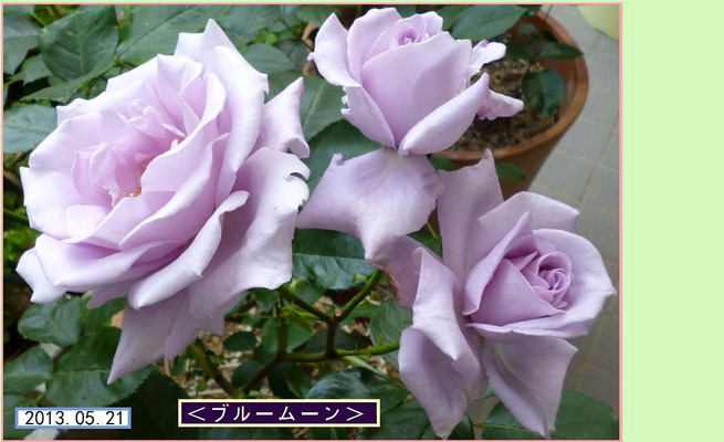 CB521ht=¡ã¥Ö¥ë¡¼¥à¡¼¥ó¡ä