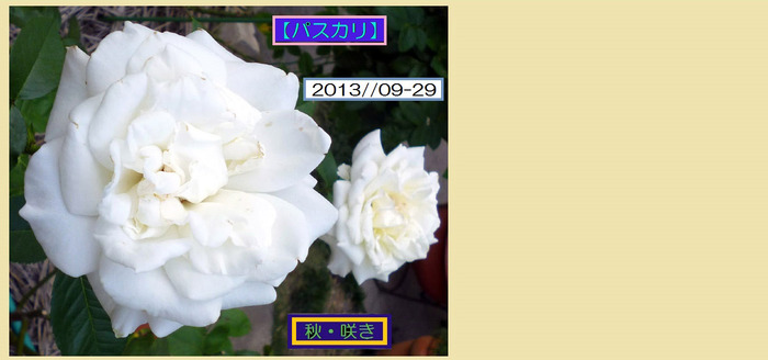 HT929¡Ú¥Ñ¥¹¥«¥ê¡Û