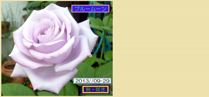 HT=929¥Ö¥ë¥à¡¼¥ó