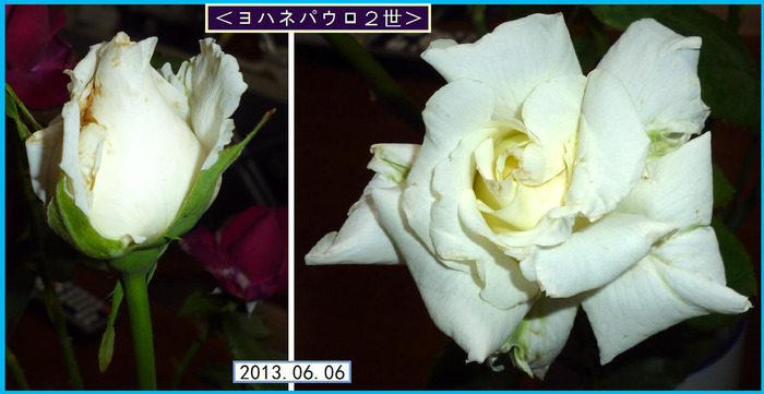 CB606ht¡ã¥è¥Ï¥Í¥Ñ¥¦¥í£²À¤¡ä