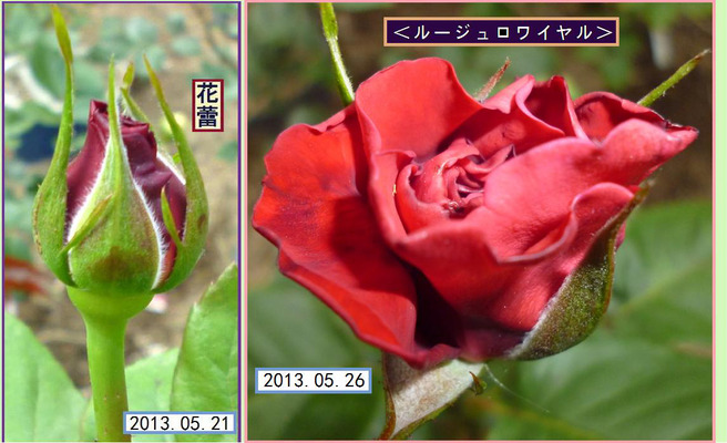 CB526HT¡ã¥ë¡¼¥¸¥å¥í¥ï¥¤¥ä¥ë¡ä