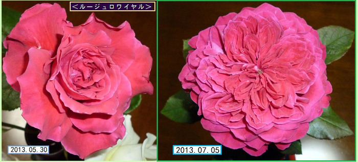 CB705HT¡ã¥ë¡¼¥¸¥å¥í¥ï¥¤¥ä¥ë¡ä