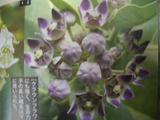 CIMG1669クラウンフラワー本1