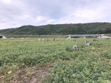 平成29年枝豆狩り 003