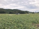 平成29年枝豆狩り 001
