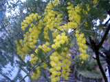 CIMG6289�ߥ⥶