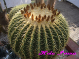 CIMG1580���ܥƥ�1