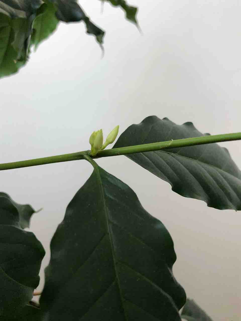 コーヒーの木 花芽が ハワイ島大好き とらねこの 気まぐれブログ