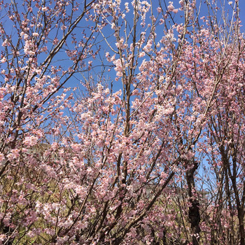 image1sakura