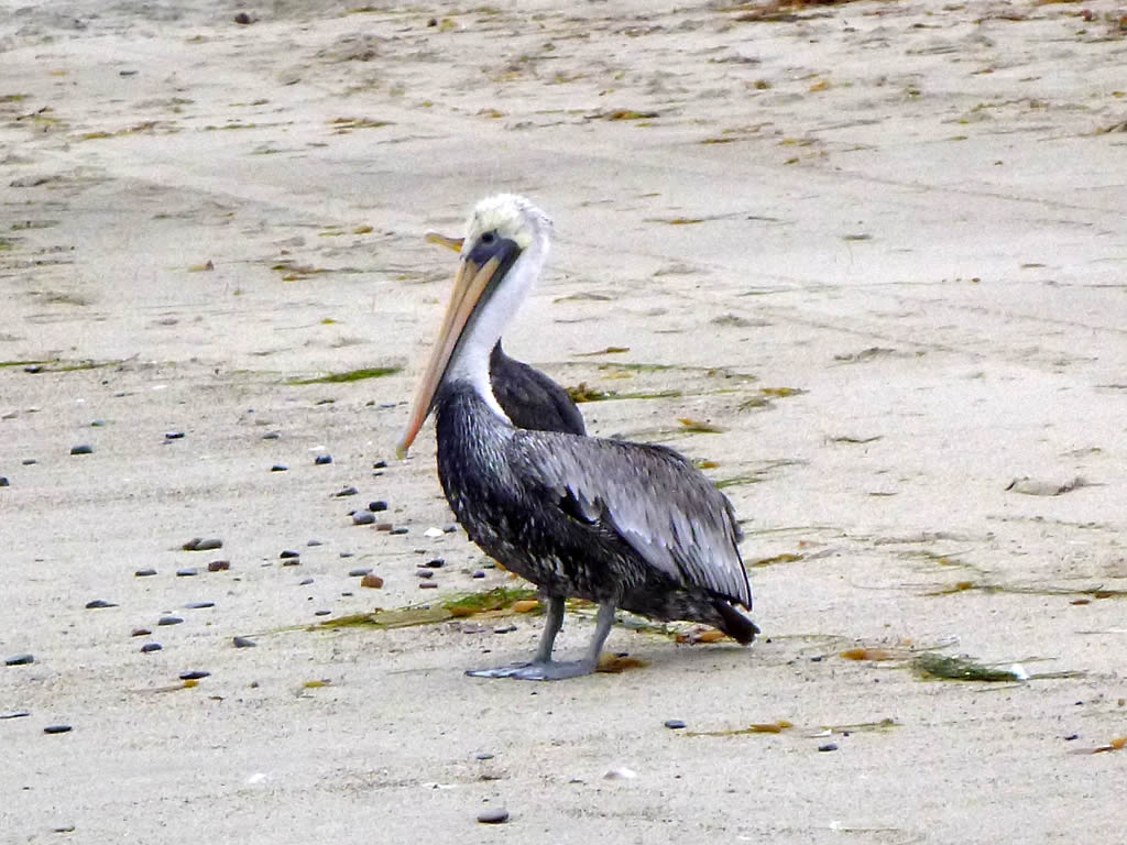 Holysmoke California Brown Pelican