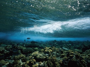 wave-reef-caloyianis_18452_600x450
