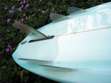 tail