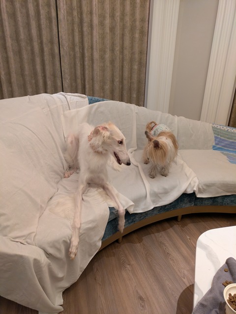 PXL_20251222_104521157.MP