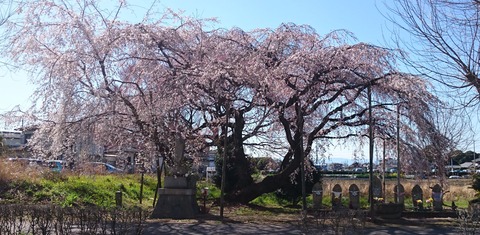 桜2