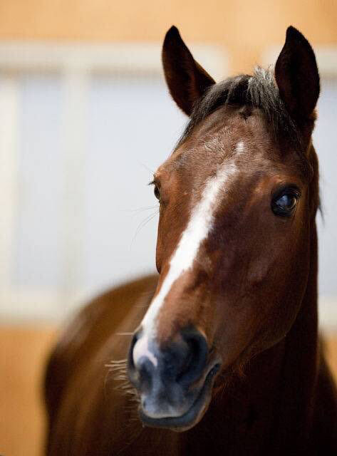 G1勝った牝馬で一番かわいい馬を決まるぞ ターフ速報 競馬まとめ G1勝った牝馬で一番かわいい馬を決まるぞ ターフ速報 競馬まとめ