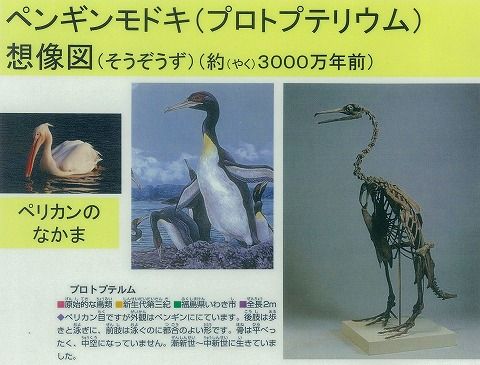 絶滅したペンギンモドキ 実はペンギンか ほま速 絶滅したペンギンモドキ 実はペンギンか ほま速