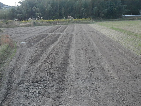 RIMG0768