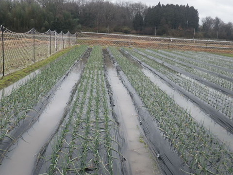 RIMG0929