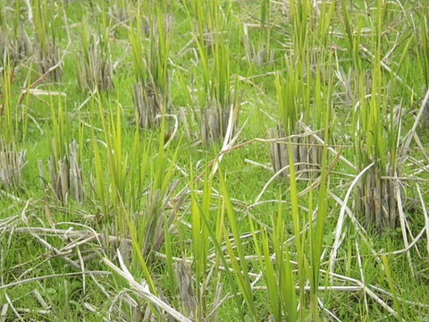 RIMG0819