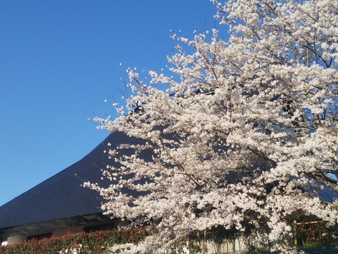 DSC_0114_copy_1305x979_1