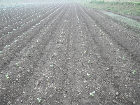 RIMG0681