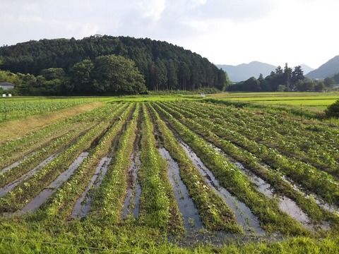 DSC_0274-816x612
