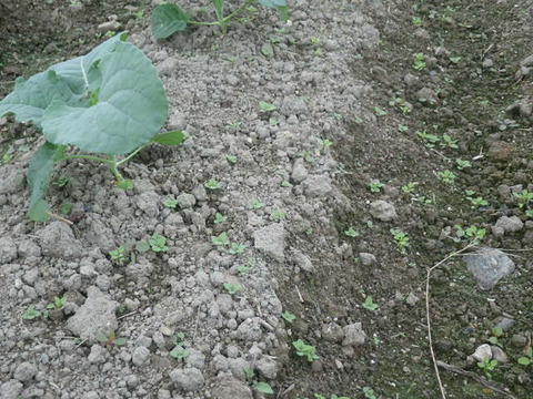 RIMG0671