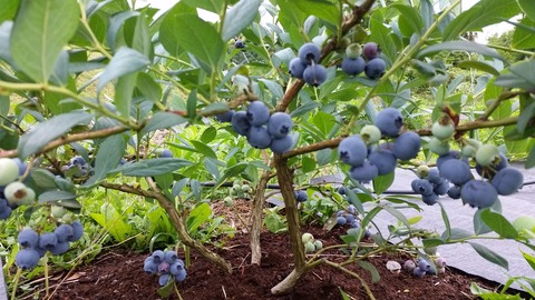 20170622_072501