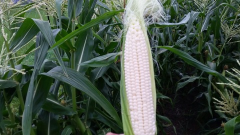 20170627_054318