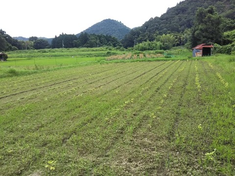 DSC_0254-816x612