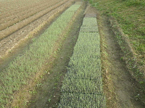 RIMG0687
