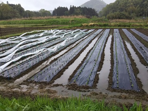 DSC_0068_HORIZON-1305x978