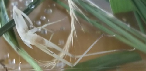 脱皮