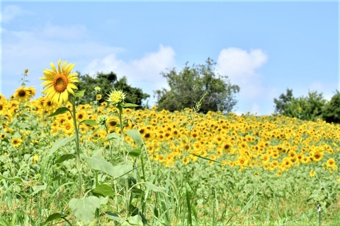 Sunflower