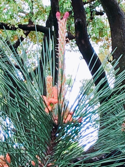 マツの花とソテツ 橋本 桐光本部校 ブログ