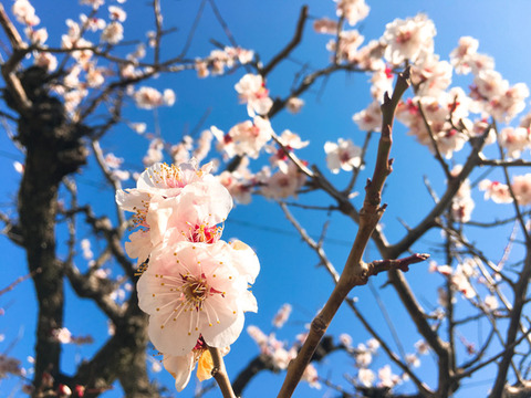 ume