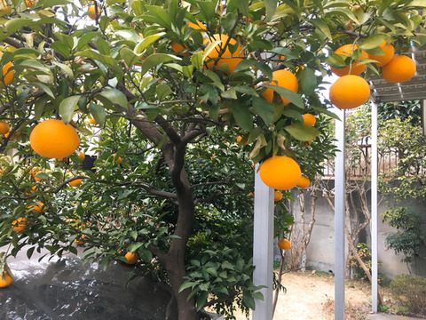orange1