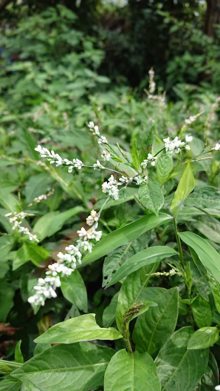 藍の花 本藍染矢野工場 Blog