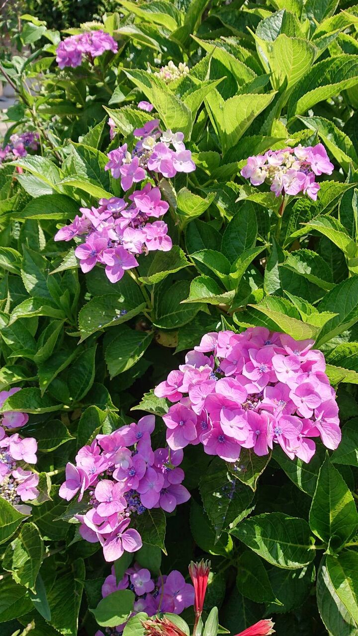 紫陽花 本藍染矢野工場 Blog 紫陽花 本藍染矢野工場 Blog