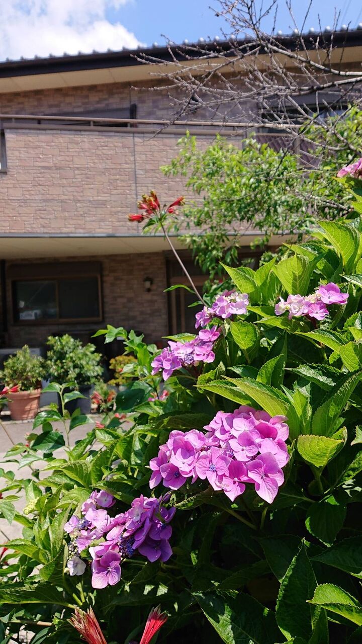 紫陽花 本藍染矢野工場 Blog 紫陽花 本藍染矢野工場 Blog