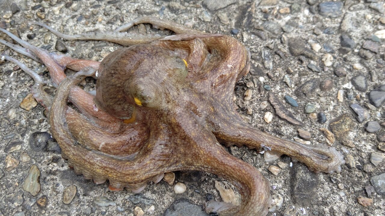 炎天下でもタイトに攻めればタコが釣れる Aozora Fishermans 炎天下でもタイトに攻めればタコが釣れる Aozora Fishermans