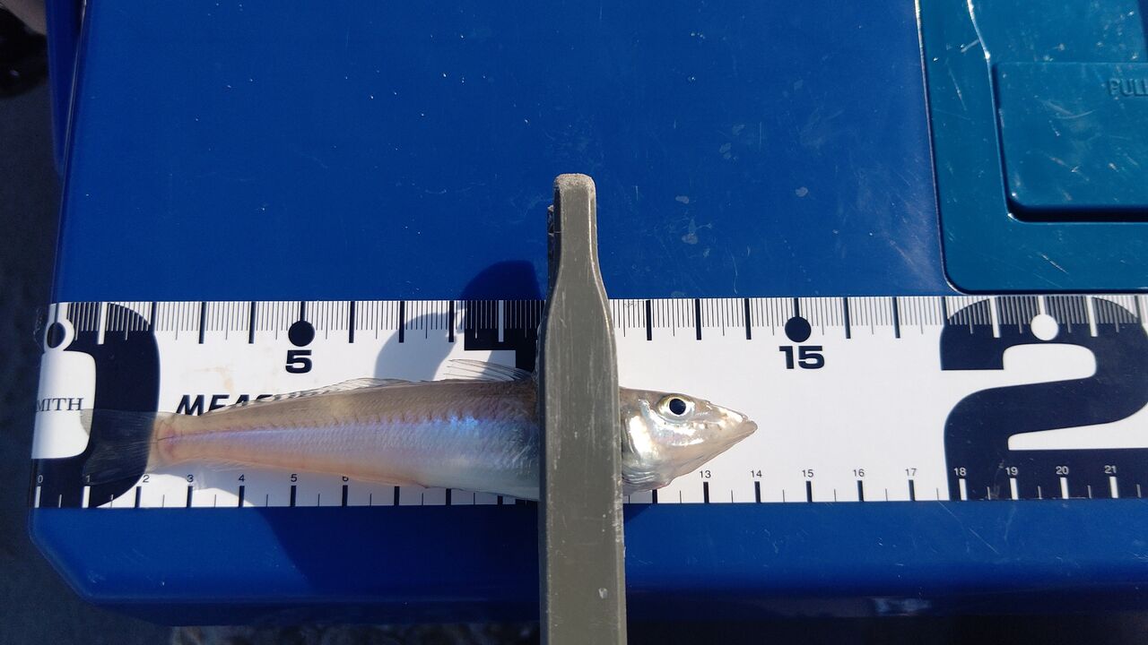 鱒レンジャー出動 手頃な価格で 投げ釣り を最高に楽しむ Aozora Fishermans