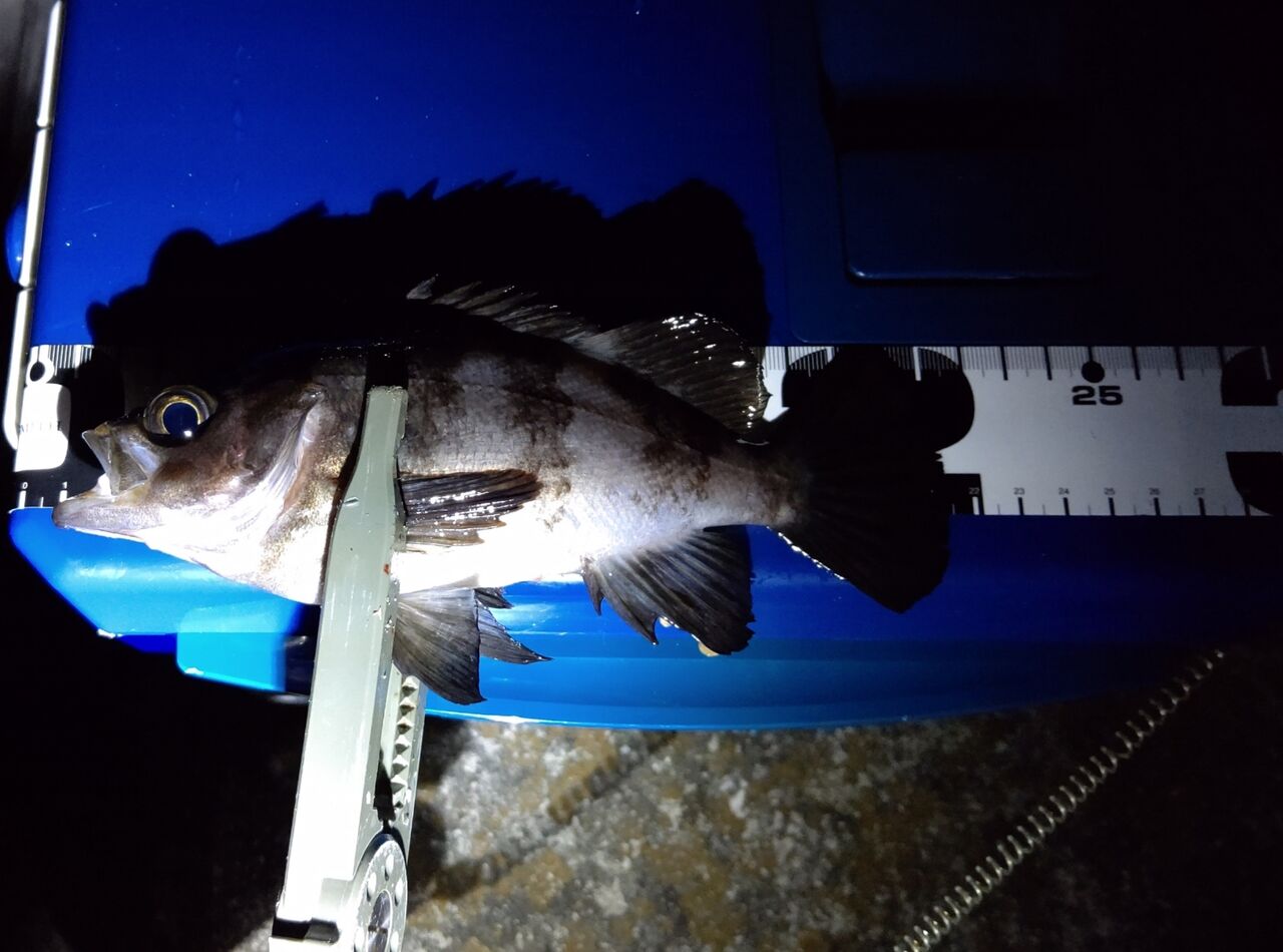 超簡単 激流でメバリングを攻略する方法 Aozora Fishermans