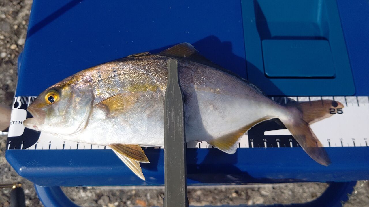 鱒レンジャー出動 手頃な価格で 投げ釣り を最高に楽しむ Aozora Fishermans