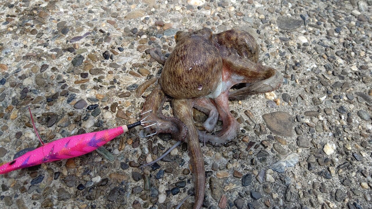 炎天下でもタイトに攻めればタコが釣れる Aozora Fishermans 炎天下でもタイトに攻めればタコが釣れる Aozora Fishermans
