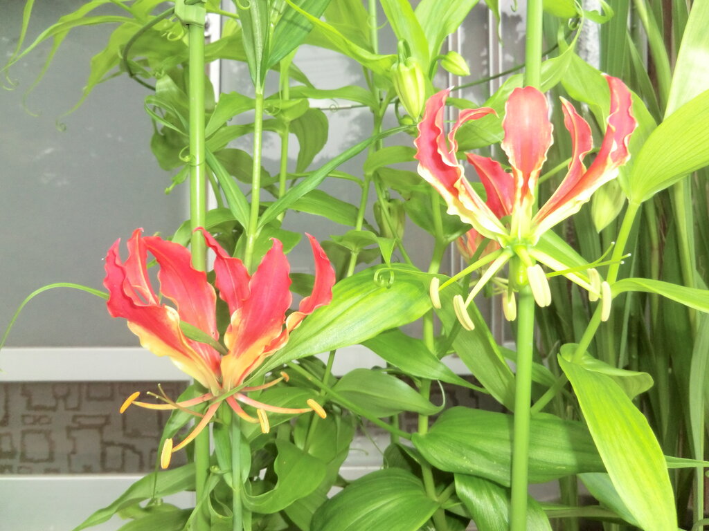 田舎のなんでも植物園だより 年07月15日