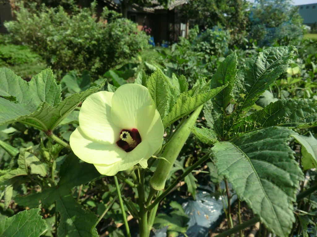 筆柿ほか : 田舎のなんでも植物園だより
