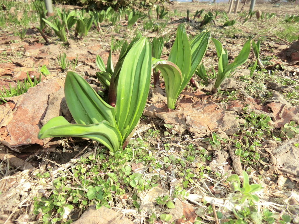 弥生三月の山菜と山野草 田舎のなんでも植物園だより 弥生三月の山菜と山野草 田舎のなんでも植物園だより
